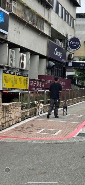 ▲男神彭于晏天母街頭遛狗被捕捉。（圖／翻攝自《靠北天母幫》臉書）