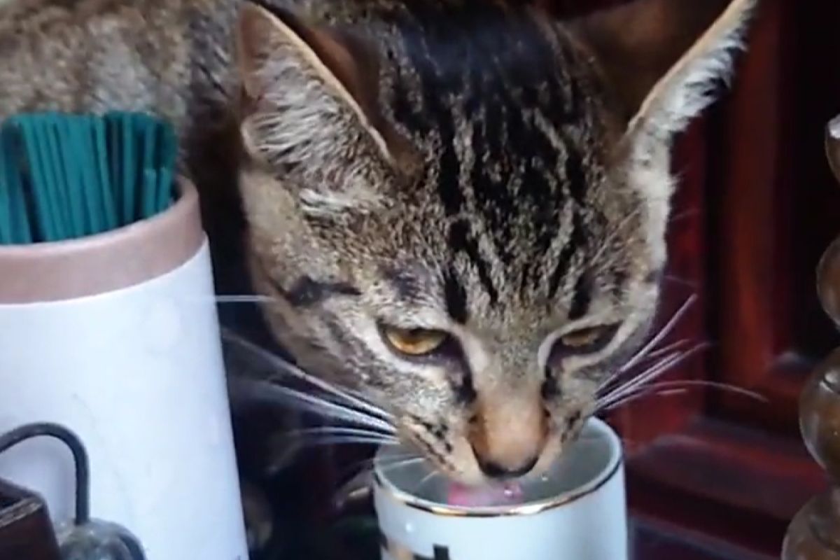 ▲飼主發覺愛貓「小雪」常常會跑到佛桌上喝水。（圖／Twitter：Mh0MLiErcV8E97C）