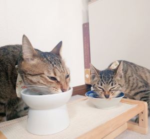 ▲推主幫兩隻貓準備個別的水碗及食碗。（圖／Twitter：Mh0MLiErcV8E97C）