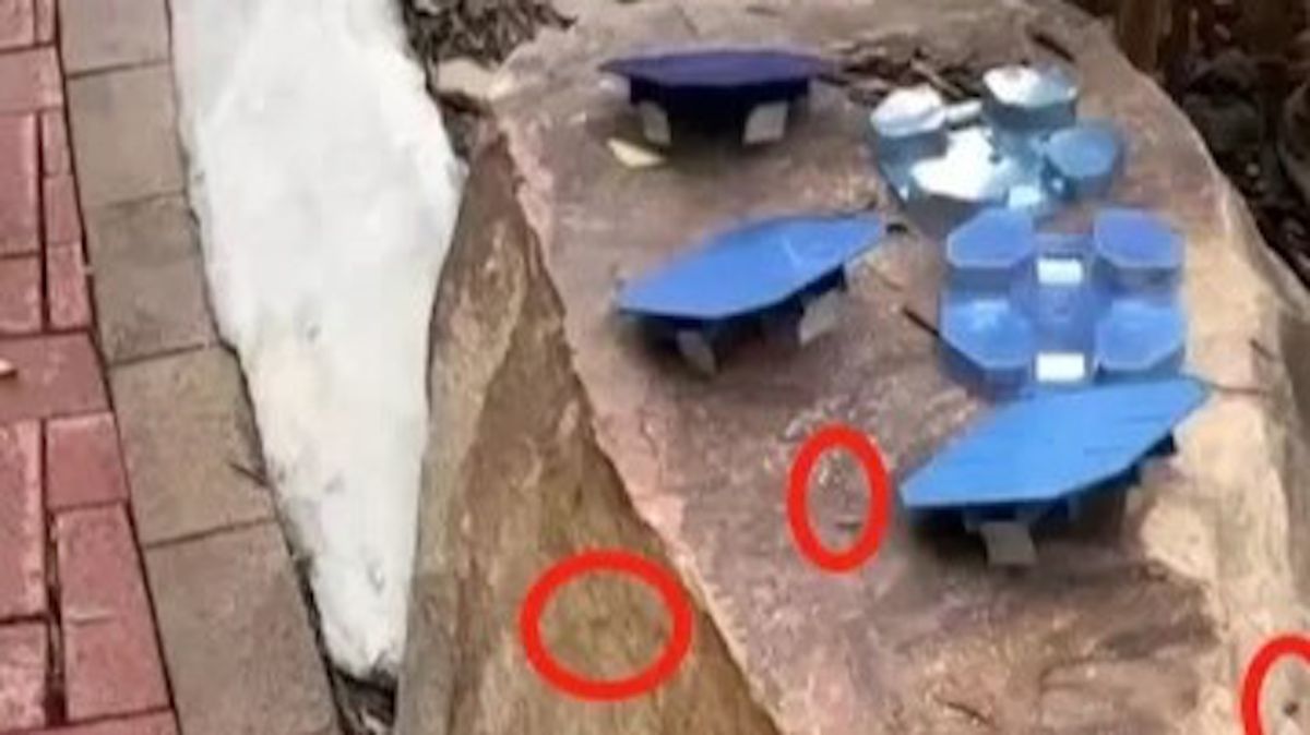 ▲中國廣州天河區近期有民眾竟然在社區內「放生蟑螂」，成群竄出的模樣讓其他住戶直喊頭皮發麻。（圖／翻攝自南方都市報）