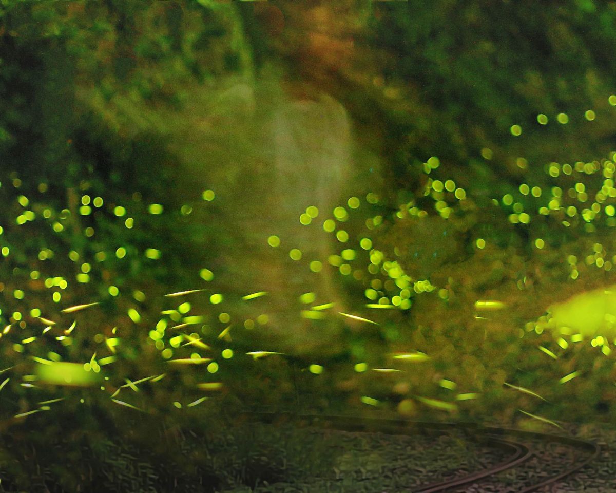 ▲嘉義交力坪與水社寮間森林鐵道路段螢火蟲照，竟出現半截人形。（圖／王三華提供）