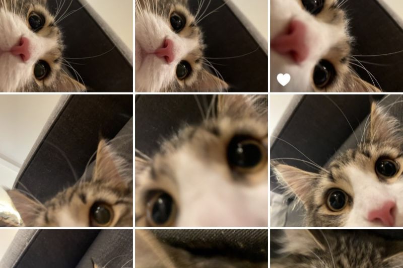 ▲貓咪Shiroan用飼主的手機拍下好多自己的大頭照。（圖／Twitter：shiroan_chan）