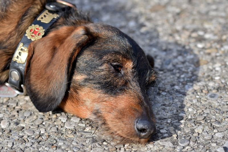 ▲慈善臘腸犬救援組織表示自創立以來3年，已從中國及朝鮮拯救將近130隻狗狗。（示意圖／Pixabay）