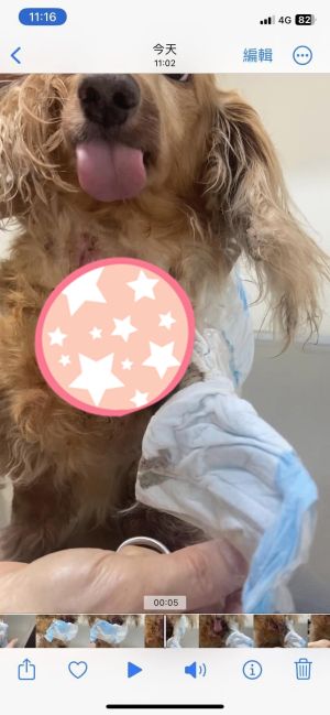 ▲宋晉賢曬出小甜甜愛犬「茼蒿」傷口潰爛的照片。(圖/翻攝宋晉賢FB) ▲宋晉賢曬出小甜甜愛犬「茼蒿」傷口潰爛的照片。(圖/翻攝宋晉賢FB)