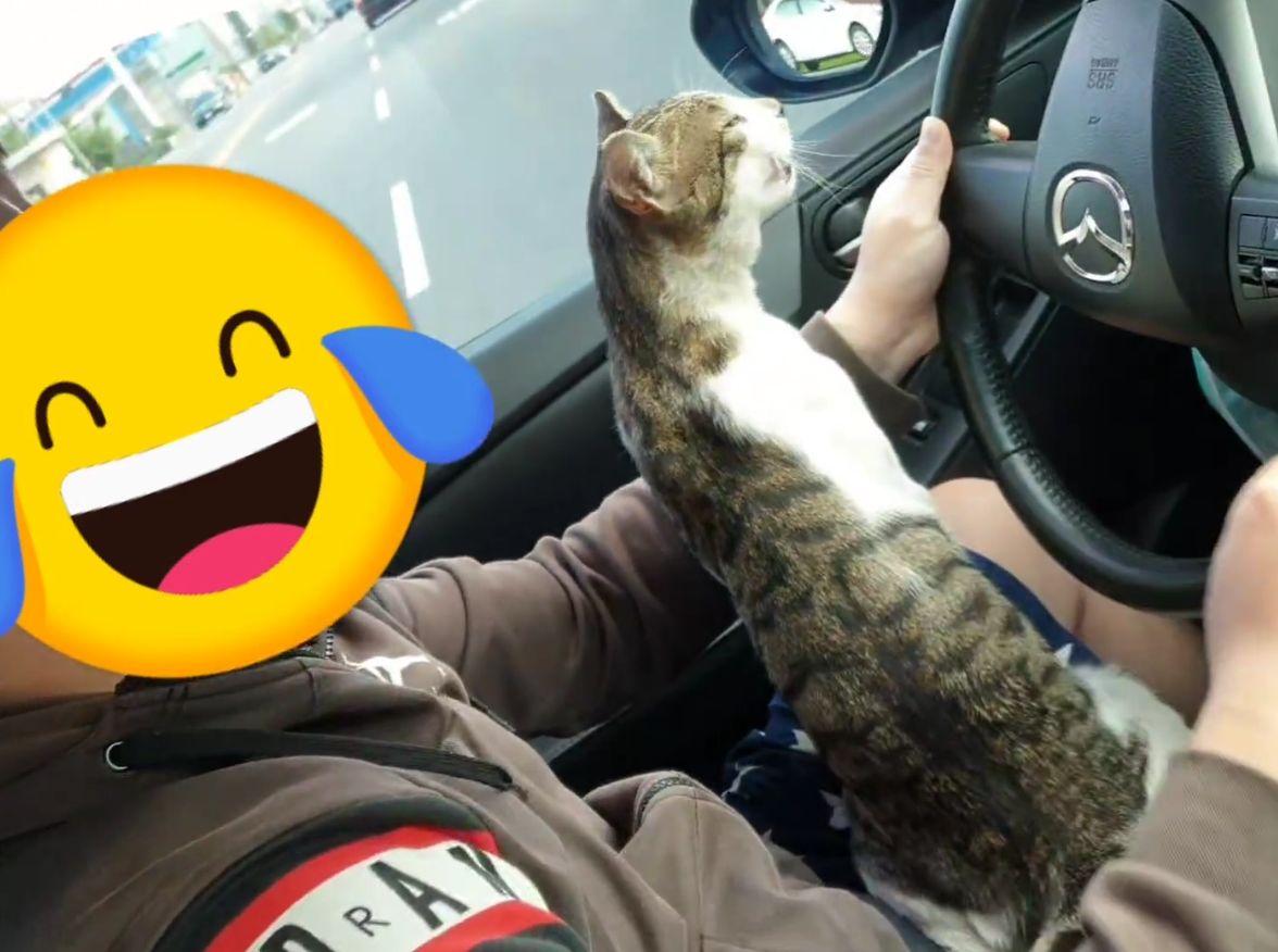 ▲日前有民眾的轎車發出異音，所以把車開到修理廠進行檢查，隔天到場牽回，沒想到才剛上路，卻又聽到「喵喵異音」。（圖／網友吳辰臻授權）