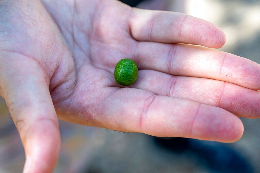 ▲西班牙面臨持續乾旱和飆升氣溫，令人憂心今年恐再發生橄欖欠收「災難」，西班牙是全球最大橄欖油生產國，2022年橄欖油生產已遭遇非常艱困的一年。（圖／美聯社／達志影像）