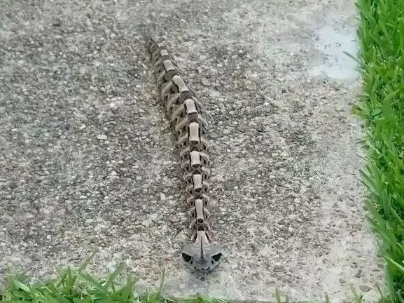 ▲水泥地上「鐵鍊怪蛇」是世上最毒蛇之一的「加彭膨蝰」模樣嚇人，但牠一動起來，「恐怖形象」立刻崩解。（圖／翻攝動物梗圖星球臉書）