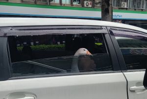 ▲原PO在前方轎車中看見一隻真的「鵝子」。（圖／臉書社團《路上觀察學院》） 