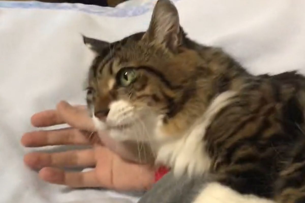 ▲貓貓一早就抱著飼主手臂不讓她離開。（圖／Twitter：Kirika_ma_cos）