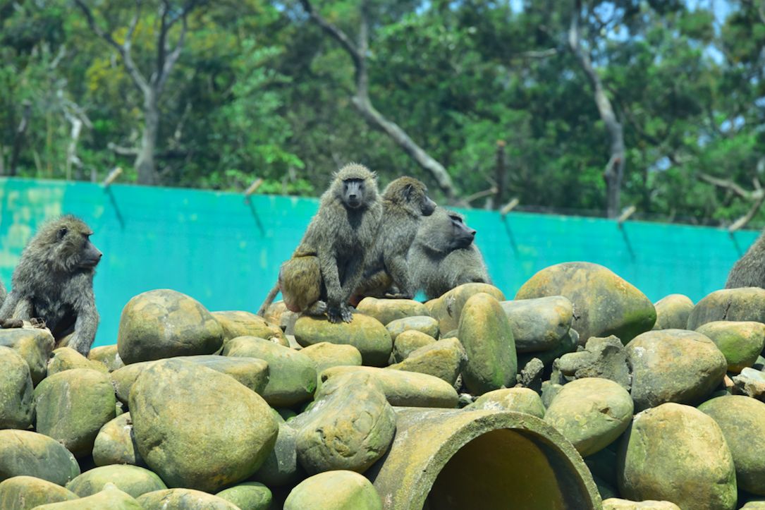 ▲六福村狒狒。（圖／林務局）