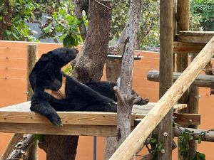 壽山動物園打造人熊友善環境　黑熊新家超舒適
