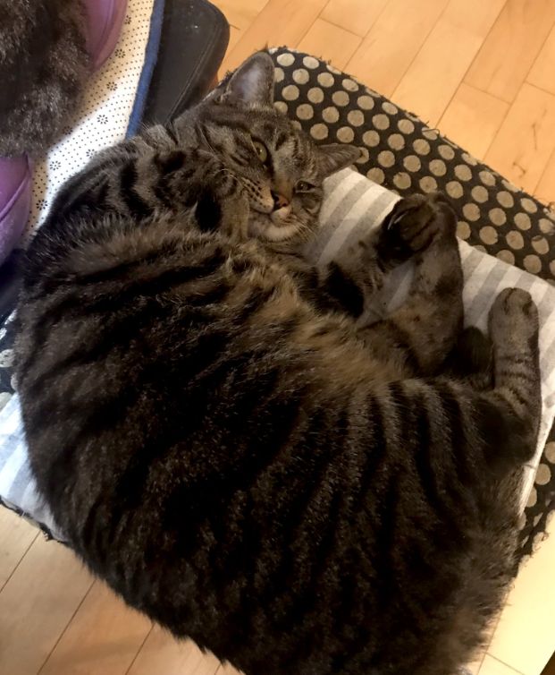 ▲推主家7公斤的罪犯貓的模樣。（圖／Twitter：fulltica_zon）