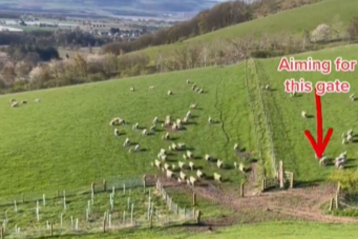 ▲邊際牧羊犬超會工作，3分鐘幫主人趕回百隻羊。（圖／微博：善財神）