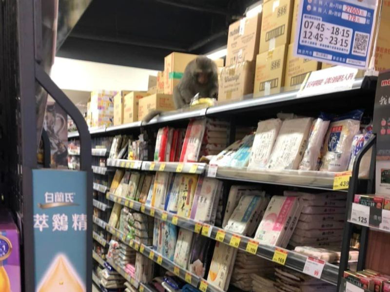 ▲台灣獼猴在全聯貨架上吃店裡賣的香蕉，目擊者直指是「高雄柴山在地日常」。（圖／翻攝路上觀察學院臉書）