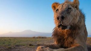 肯亞人獅衝突！「全球最老」野生公獅遭長矛刺死　因闖入村莊覓食
