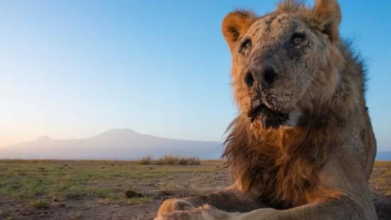 ▲肯亞一隻19歲的野生公獅子「Loonkiito」，本週三晚間由於闖入村莊覓食，遭村民用長矛刺死。（圖／翻攝自Lion Guardians的臉書）
