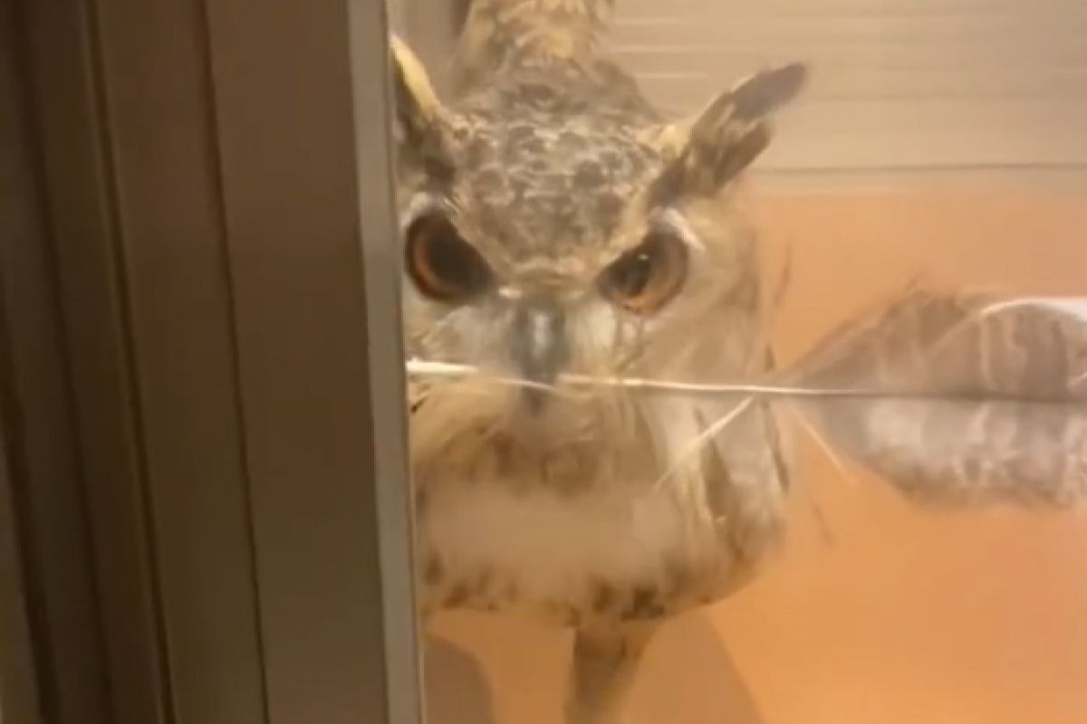 ▲貓頭鷹「Garu」到門前發出咕咕咕的聲音要飼主開門。（圖／Youtube：gen3owlchannel）