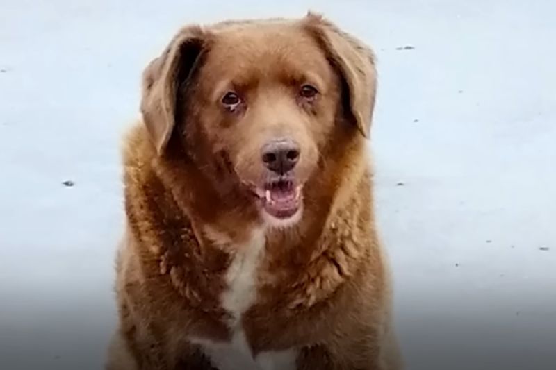 ▲「世界最年長狗」波比在昨（13）日舉行31歲生日派對。（圖／Youtube： Guinness World Records）