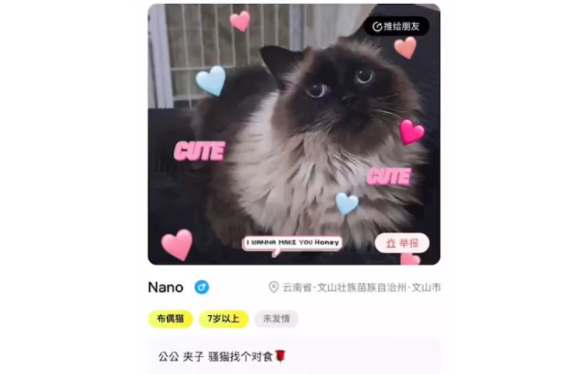 ▲中國的微信中出現一款寵物交友軟體。（圖／截自寵物森友會PetWoods）