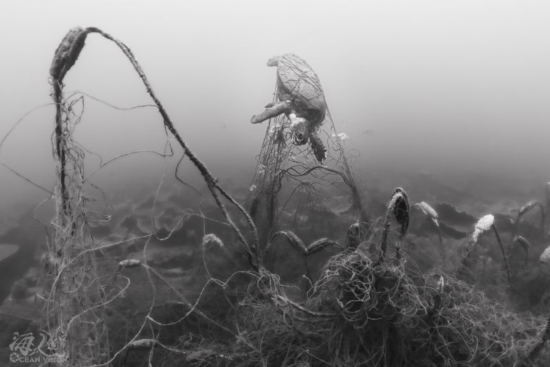 ▲澎湖西嶼一隻海龜日前被發現，在赤馬人工魚礁遭廢棄漁網纏繞「窒息而已」。（圖／海人視界 京太郎提供）