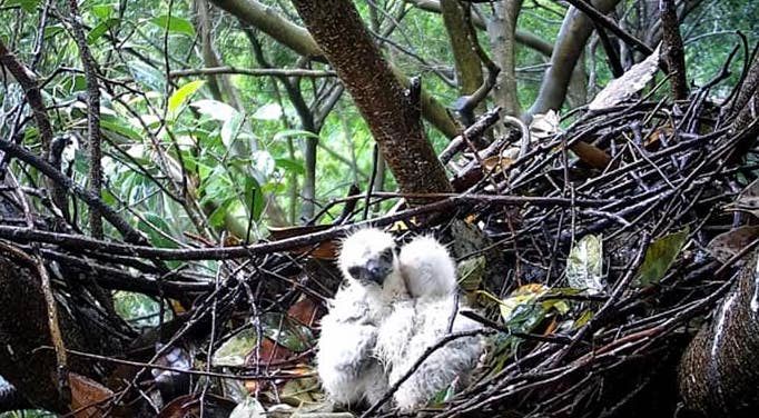▲近期在大安森林公園的「鳳頭蒼鷹」，有兩隻雛鳥因感染「毛滴蟲」雙雙殞命。（圖／翻攝Youtube頻道「RRGT」）