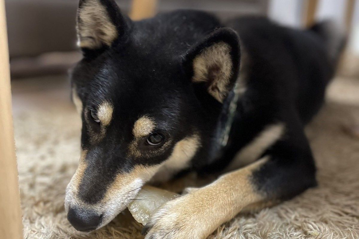 ▲黑柴「蜜柑」對高大、年輕的男子情有獨鍾。（圖／Twitter：kuroshibamikan）