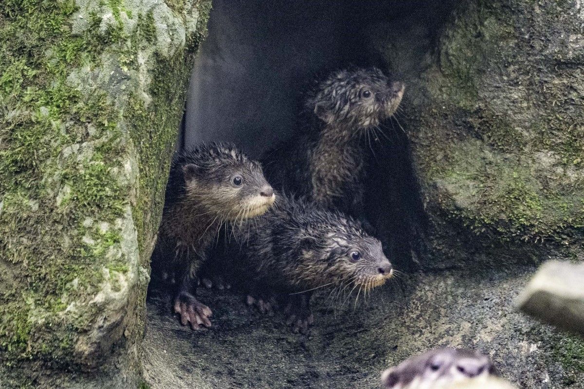 ▲喜愛小爪水獺的民眾可到溫帶動物區拜訪「蜜香」、「史達奇」及四隻小水獺。（圖／臺北市立動物園授權提供）