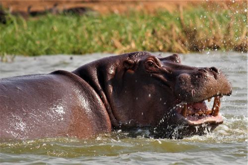 原來不是「他」！日動物園搞錯河馬性別　養7年才發現「是女生」
