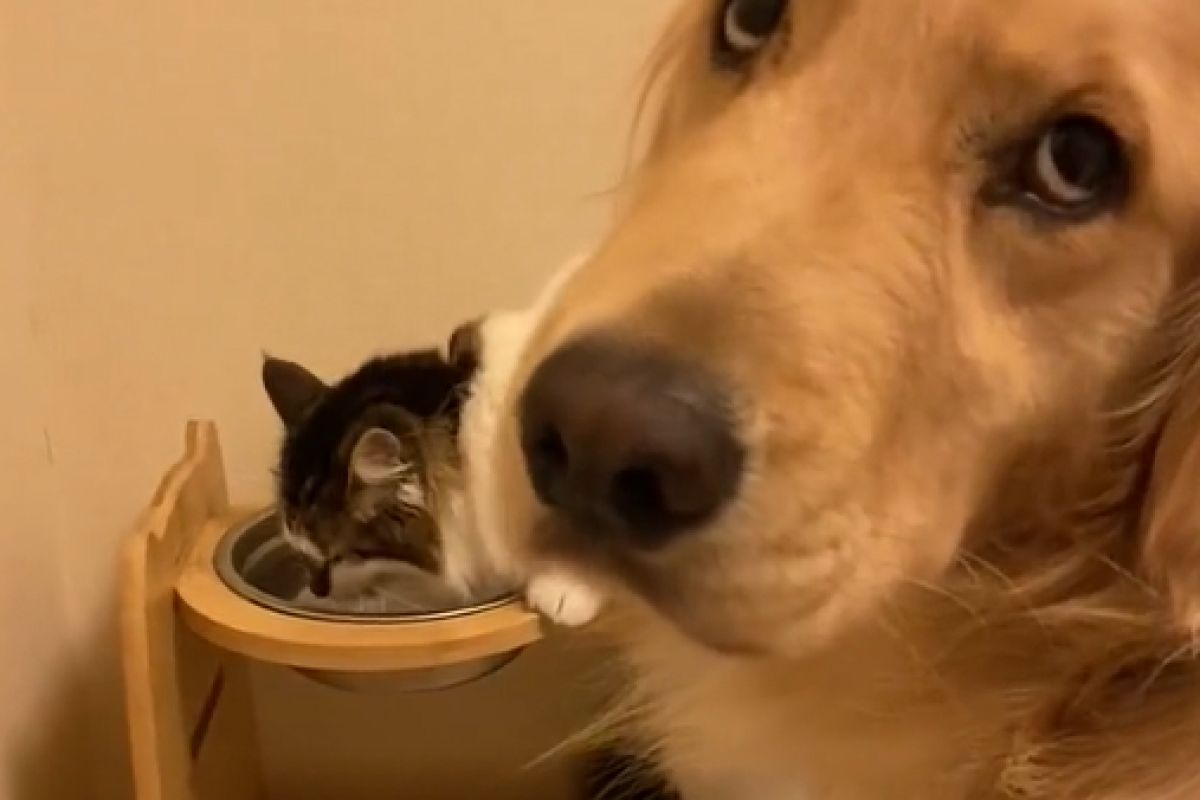 ▲貓咪喝水採包場式喝法，狗狗乖乖在後方等待。（圖／Twitter：maru20316）