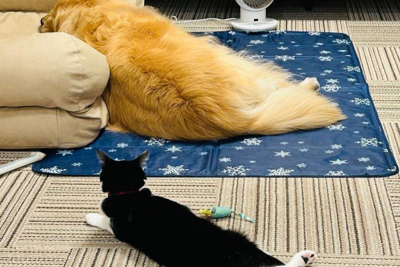 ▲日本推主家的貓咪很喜歡模仿家中狗狗的動作。（圖／Instagram：rinman3）