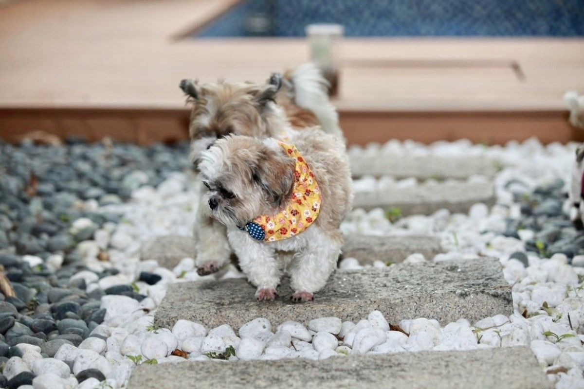 ▲與毛孩共遊，千萬不要忽略牠們適應新環境時所承受的壓力。（圖／法國皇家寵物食品公司提供）