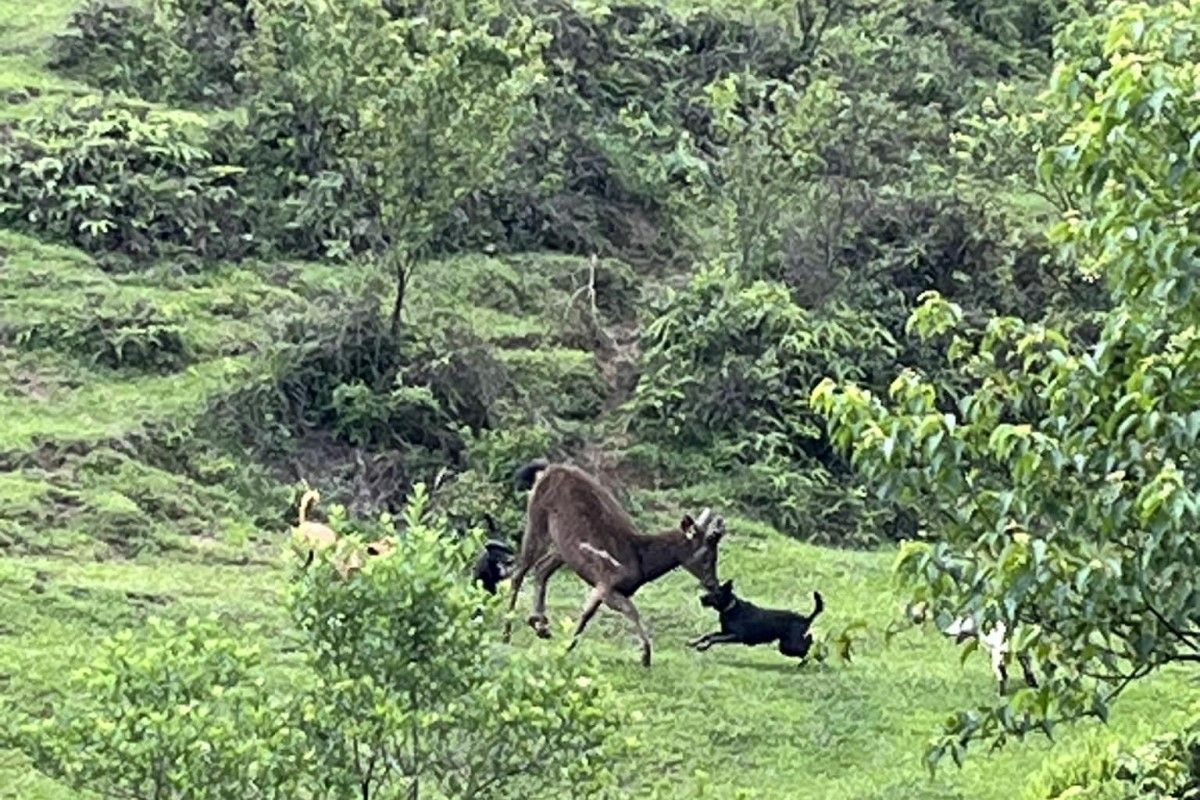 ▲原PO在陽明山擎天崗看見四隻狗包圍一隻動物的場景。（圖／臉書社團《發現陽明山》）