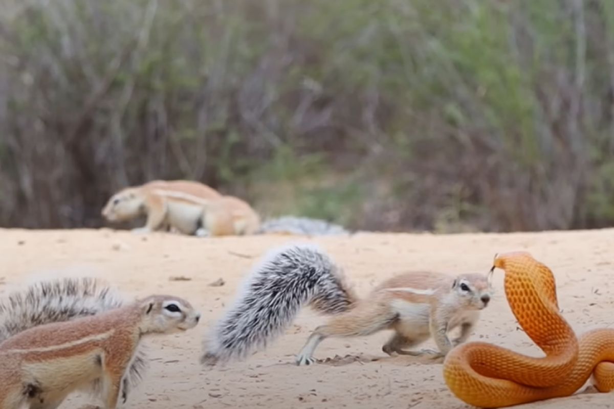 ▲面對身帶劇毒的眼鏡蛇，地松鼠群沒在怕的！（圖／Youtube：Latest Sightings） 
