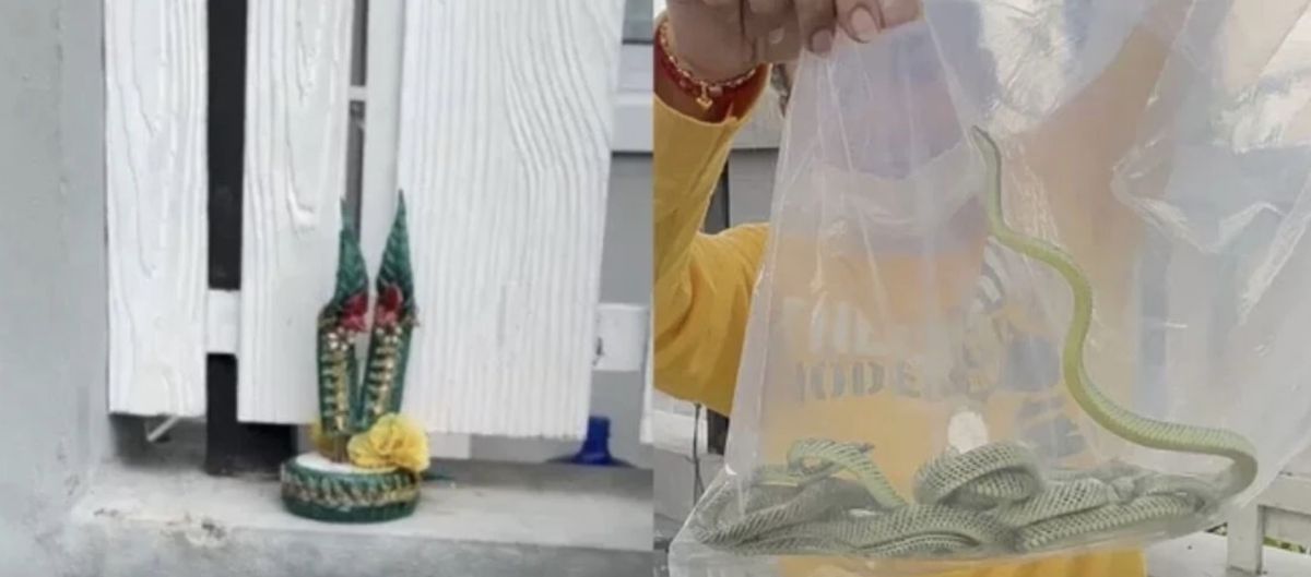▲泰國一名屋主在家中抓到13條蛇。（圖／翻攝自Bangkok Post）