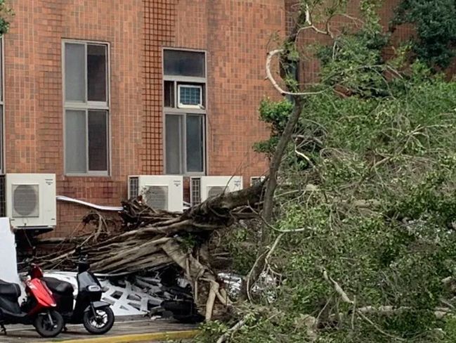 ▲台北市立教育大學博愛校區巨樹突倒塌，所幸當時無人車經過，未造成人員受傷。（圖／翻攝畫面）