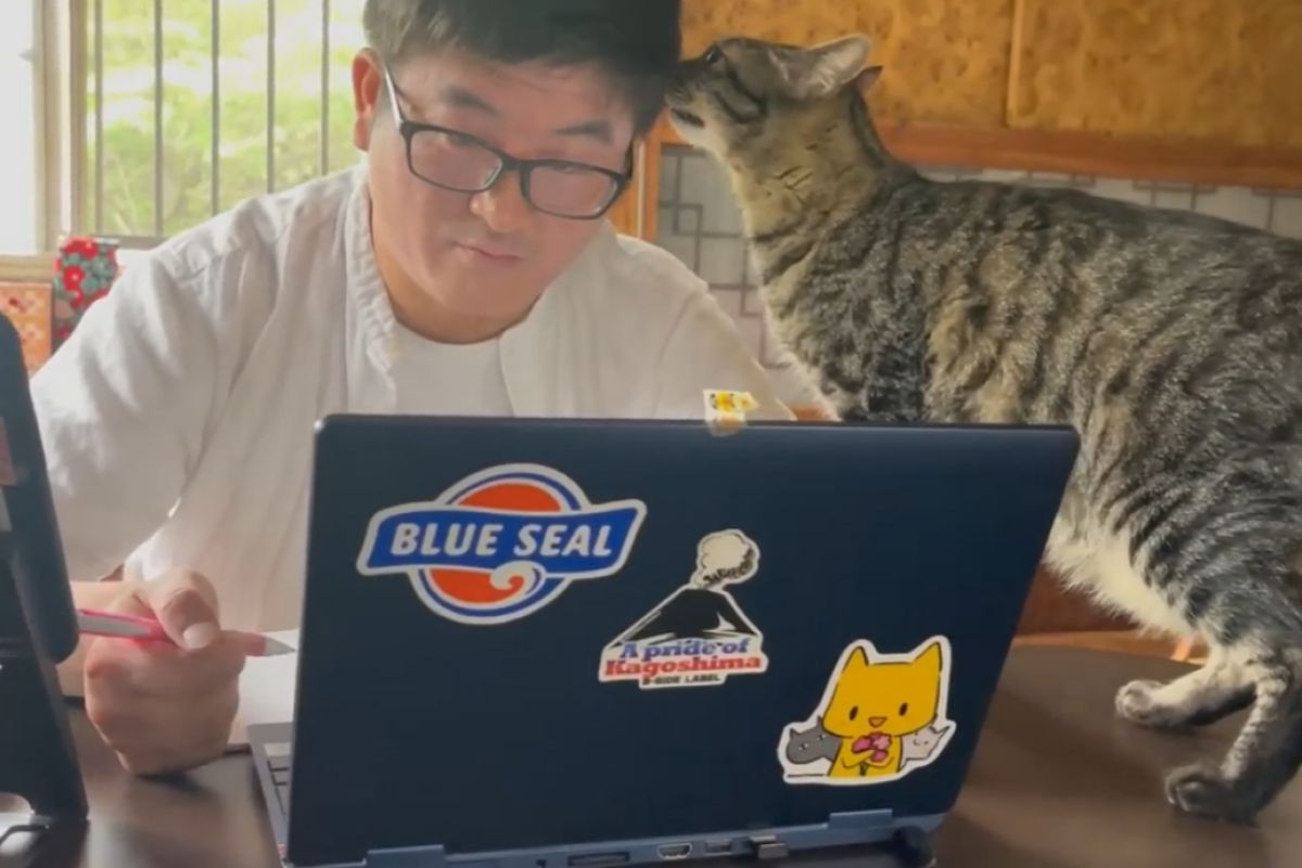 ▲貓咪和狗狗都知道爸爸正在進行重要會議，全都自動放低音聲玩耍。（圖／Youtube：Momo Ten Kuuももと天空） 