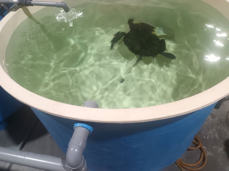 ▲目前綠蠵龜暫由鯨豚協會收容，將於身體檢查完畢後評估是否得野放。（圖／新北市動保處）