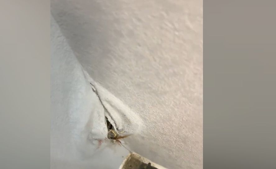 ▲女子發現家中牆壁莫名鼓起一大包，還伴隨著吱吱聲響。（圖／截自抖音@Por una Cabeza）