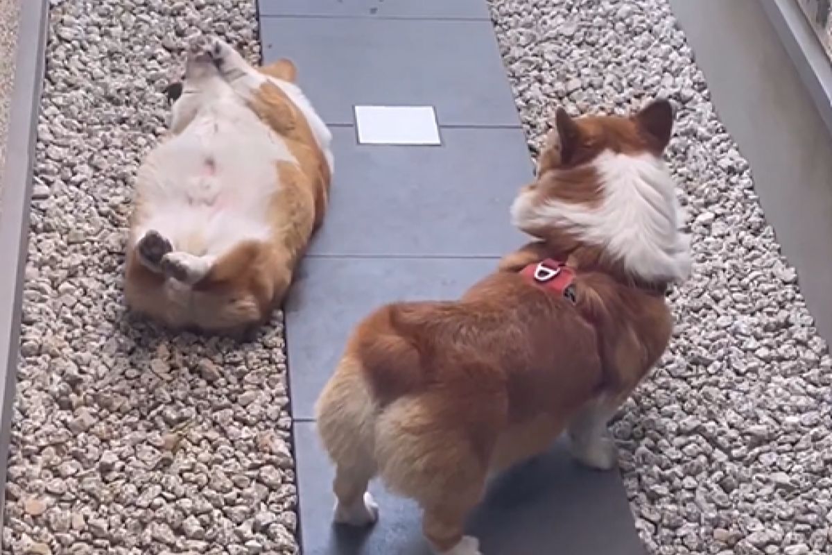 ▲柯基兄弟的個性大不同，弟弟總是自由奔放地讓哥哥傻眼。（圖／Instagram：corgi_decopon）