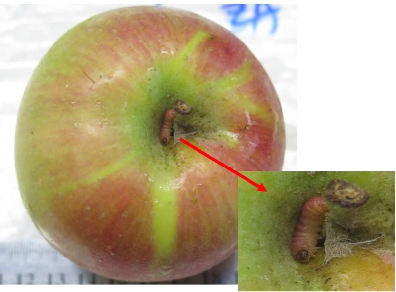 ▲南非輸入蘋果發現蘋果蠹蛾幼蟲。（圖／防檢局提供）