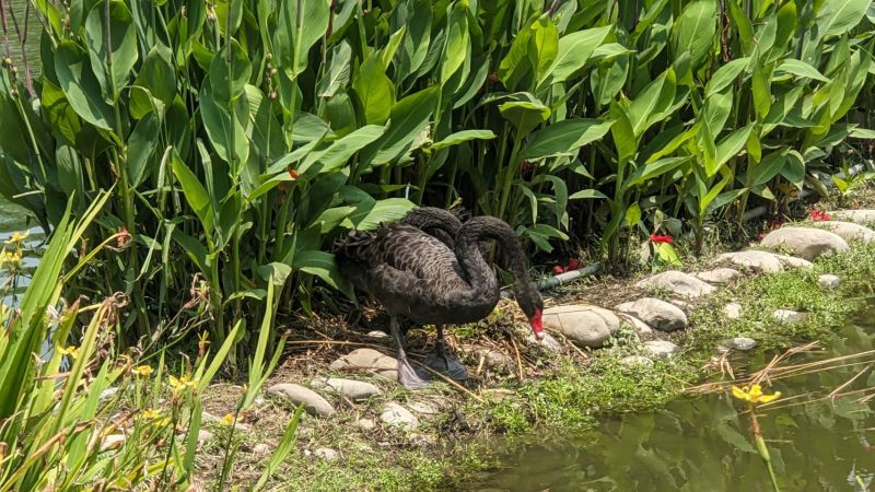 ▲中市秋紅谷景觀生態公園，近期黑天鵝再度下蛋(圖／建設局提供2023.5.23)