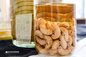 大王具足蟲最愛吃什麼?科博館小編:死掉的大鯨魚 ▲肯斯利深水虱的幼體泡在酒精裡,乍看像藥酒。(圖/翻攝科博館臉書,2023.05.23)