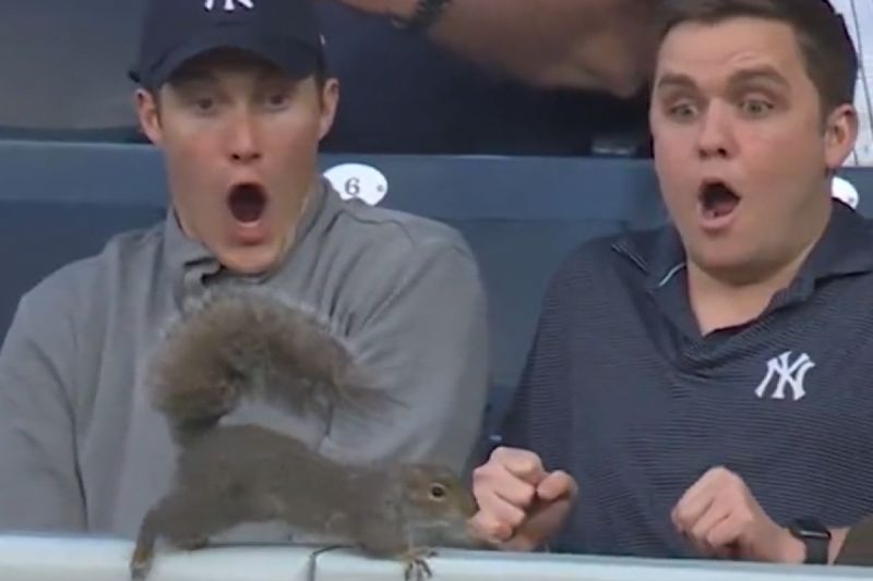 ▲23日紐約洋基隊對陣巴爾的摩金鶯隊時，洋基隊球迷座位區出現一隻狂奔的小松鼠。（圖／Twitter：MLB） 