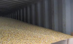 美國玉米首次檢出「嘔吐毒素」　食藥署：500噸全退運銷毀 
