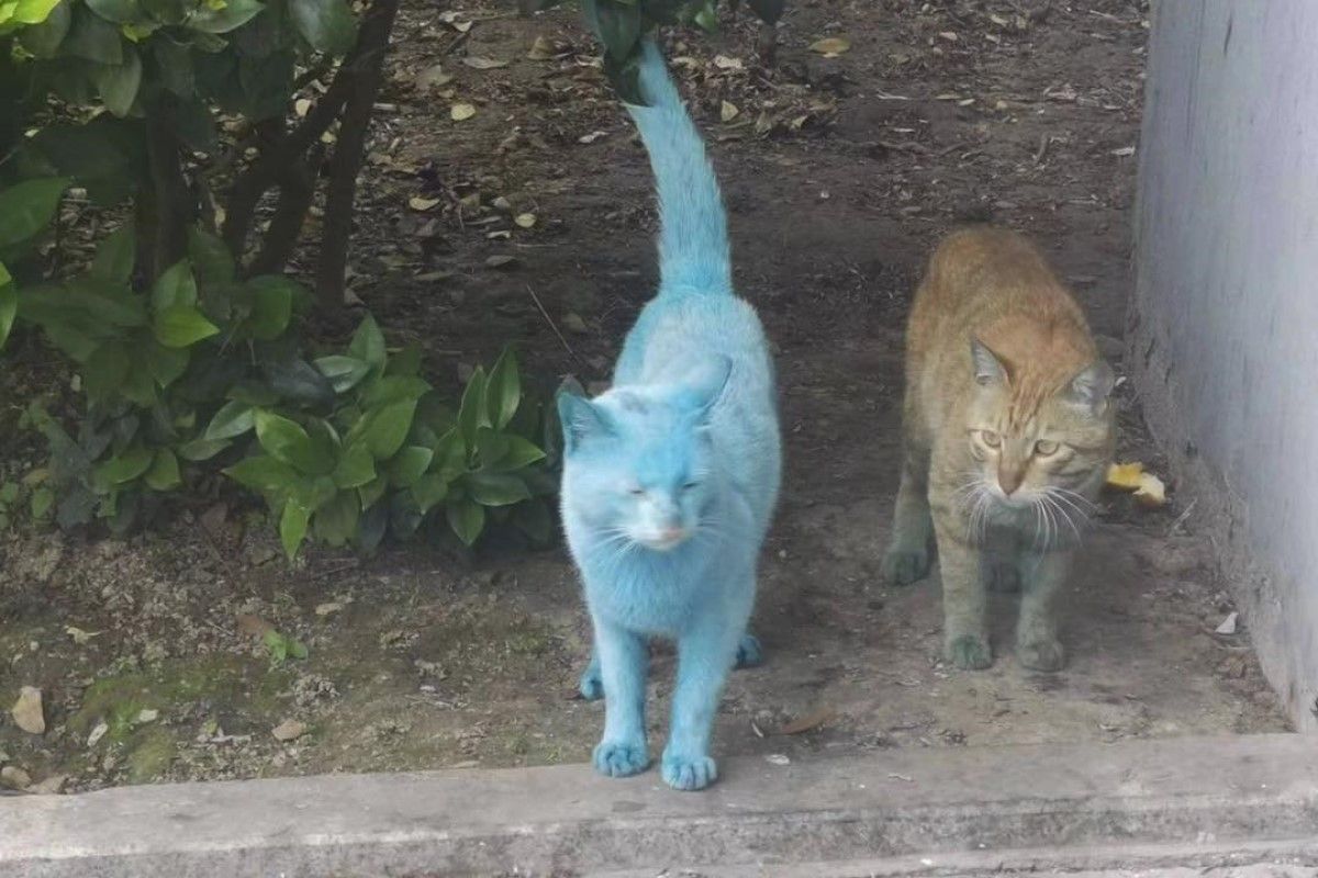 ▲中國網友出差時在工廠外偶遇一隻「真實版哆啦A夢」。（圖／小紅書：Baconmama） 