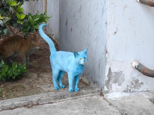 ▲白（藍）貓：就跟你說我是貓，不是貍貓！（圖／小紅書：Baconmama） 
