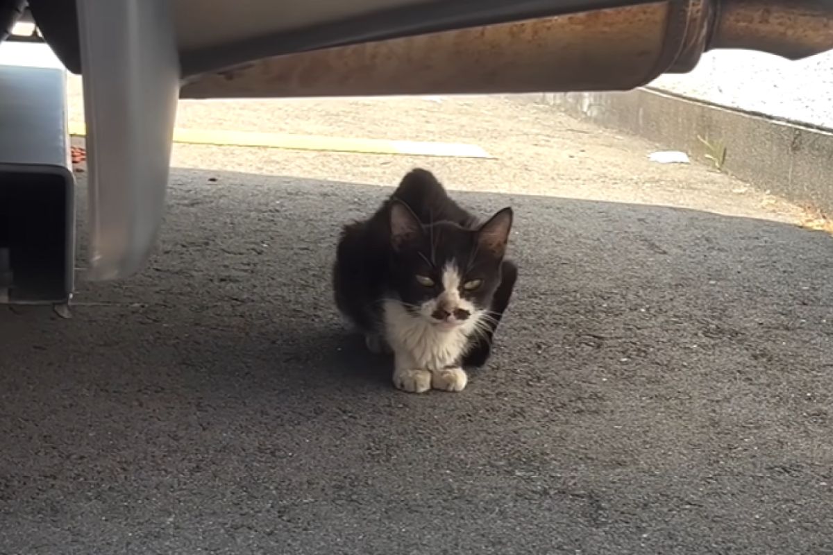 ▲日本網友發現一隻體重只剩1.8公斤的浪貓。（圖／Youtube：さくら猫のうすくちとこいくち）