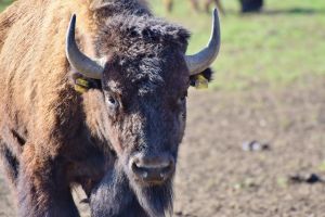野生小牛被遊客亂抱！遭母牛棄養　黃石國家公園無奈實施安樂死
