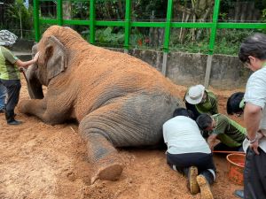 獸醫師在大象鎮靜、或保定的情形下徒手深入大象的肛門內進行藥物治療。(圖/臺北市立動物園提供) ▲獸醫師在大象鎮靜、或保定的情形下徒手深入大象的肛門內進行藥物治療。(圖/臺北市立動物園提供)
