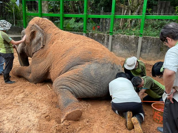 ▲獸醫師在大象鎮靜、或保定的情形下徒手深入大象的肛門內進行藥物治療。（圖／臺北市立動物園提供）
